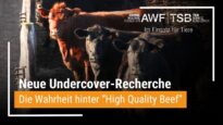 Das Märchen von der Weide – Recherchen zu Tierleid in Feedlots durch den EU-Mercosur-Handel