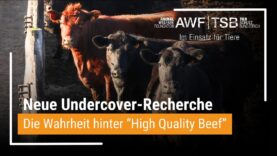 Das Märchen von der Weide – Recherchen zu Tierleid in Feedlots durch den EU-Mercosur-Handel