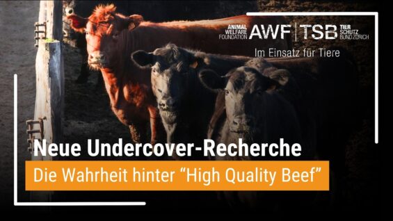 Das Märchen von der Weide – Recherchen zu Tierleid in Feedlots durch den EU-Mercosur-Handel