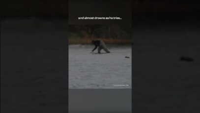 Duck shooting exposed — AGAIN.