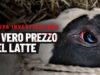 Il vero prezzo del latte: cosa si nasconde davanti ai tuoi occhi (Inchiesta Shock)