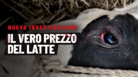 Il vero prezzo del latte: cosa si nasconde davanti ai tuoi occhi (Inchiesta Shock)