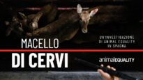 Macello di cervi: un’investigazione di Animal Equality in Spagna.