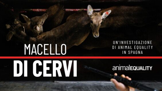 Macello di cervi: un’investigazione di Animal Equality in Spagna.
