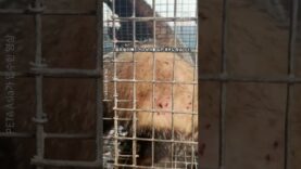 PETA Asia의 충격 고발 영상: 오소리털 브러시 산업의 어두운 진실