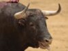 Priests’ Perverted Views on Bullfighting Exposed in Shocking Video