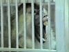 Real-Life Analog Horror of Animal Experiments