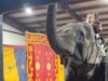 Save Okha the Elephant from Solitary Confinement!