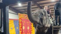 Save Okha the Elephant from Solitary Confinement!