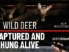 Wild deer captured and hung alive