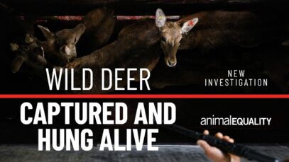 Wild deer captured and hung alive