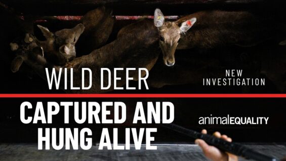 Wild deer captured and hung alive
