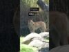 Animals kept in tiny enclosures