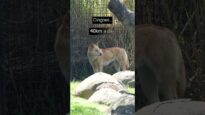 Animals kept in tiny enclosures