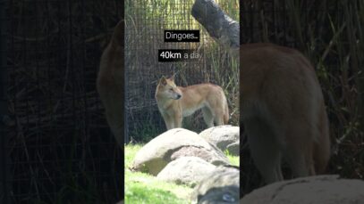 Animals kept in tiny enclosures