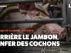 Au rayon charcuterie, ça s’appelle “jambon”, dans cet élevage, ça s’appelle souffrance
