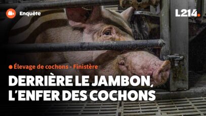 Au rayon charcuterie, ça s’appelle “jambon”, dans cet élevage, ça s’appelle souffrance
