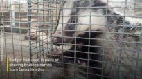 Badger-hair Brushes’ Dark Secret Exposed in Breaking PETA Asia Video Exposé