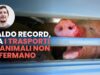 Caldo record, ma i trasporti di animali non si fermano