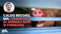 Caldo record, ma i trasporti di animali non si fermano