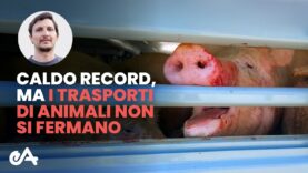 Caldo record, ma i trasporti di animali non si fermano