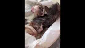 ¡CUATRO GATOS RECIÉN NACIDOS TIRADOS A LA BASURA!