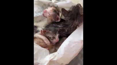 ¡CUATRO GATOS RECIÉN NACIDOS TIRADOS A LA BASURA!