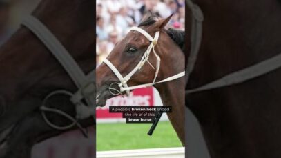 Jumps racing horse breaking his neck in Victoria