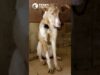 PACMA CONVOCA MANIFESTACIONES PARA QUE SE INCLUYAN LOS PERROS DE CAZA EN LA LEY DE BIENESTAR ANIMAL