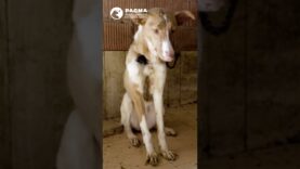 PACMA CONVOCA MANIFESTACIONES PARA QUE SE INCLUYAN LOS PERROS DE CAZA EN LA LEY DE BIENESTAR ANIMAL
