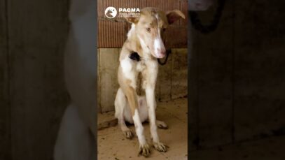 PACMA CONVOCA MANIFESTACIONES PARA QUE SE INCLUYAN LOS PERROS DE CAZA EN LA LEY DE BIENESTAR ANIMAL