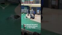 Sea Lions Fight At SeaWorld Show: Why Did This Happen?