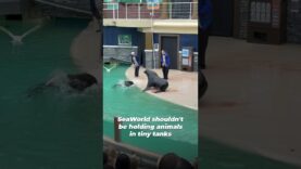 Sea Lions Fight At SeaWorld Show: Why Did This Happen?