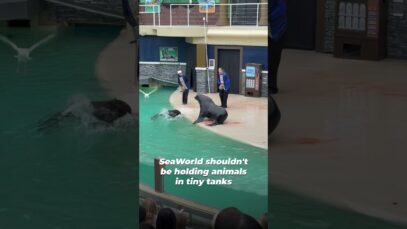 Sea Lions Fight At SeaWorld Show: Why Did This Happen?