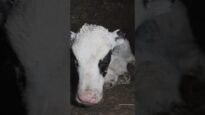 Urgence : un élevage laitier à la dérive