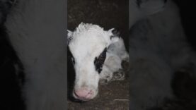 Urgence : un élevage laitier à la dérive