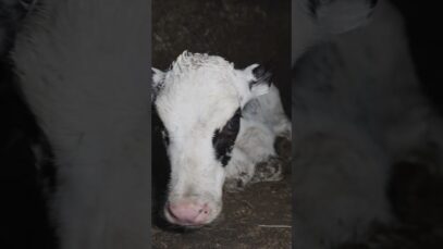Urgence : un élevage laitier à la dérive