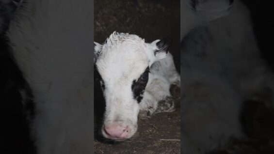 Urgence : un élevage laitier à la dérive