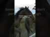 WASTAGE Part 1: What the Horse Racing Industry Doesn’t Want You to Know
