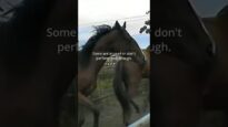 WASTAGE Part 1: What the Horse Racing Industry Doesn’t Want You to Know