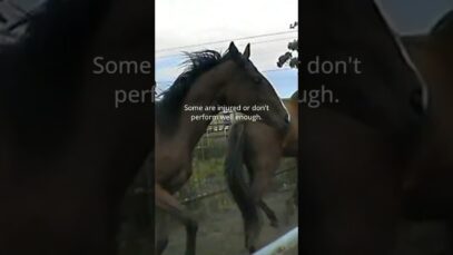 WASTAGE Part 1: What the Horse Racing Industry Doesn’t Want You to Know