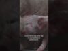 What happens to weak piglets in factory farms