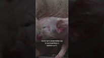 What happens to weak piglets in factory farms