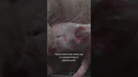 What happens to weak piglets in factory farms