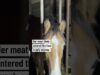 A rescued horse was killed at a slaughterhouse in Italy