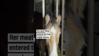 A rescued horse was killed at a slaughterhouse in Italy
