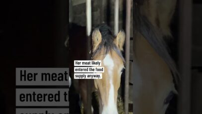 A rescued horse was killed at a slaughterhouse in Italy
