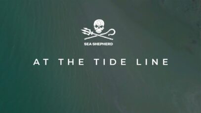 At The Tide Line | A Sea Shepherd Australia documentary