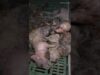 Découverte macabre : 300 cochons morts dans un élevage breton