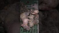 Découverte macabre : 300 cochons morts dans un élevage breton